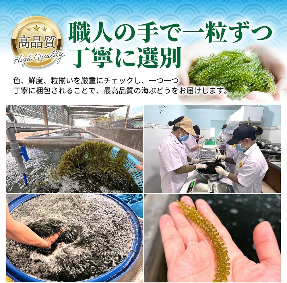 🇯🇵 AWOND Vietnam-produced Okinawa Sea Grapes 20g x 2 (can be stored at room temperature)🟢