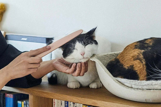 🇯🇵Japanese-made Wataoka Cat Tongue Comb (Nekojasuri) shipped directly from Japan