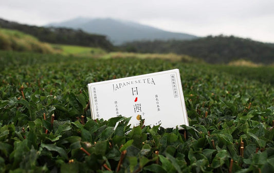 🇯🇵Japanese God Product - Nichiha Tea for lowering blood sugar, blood sugar, and blood sugar levels (20 tea bags per box)